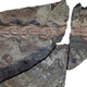 Image for article titled Hard evidence that giant tyrannosaurs were cuter than you ever thought possible